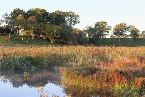 Wetlands Violations in Chesapeake Bay Watershed