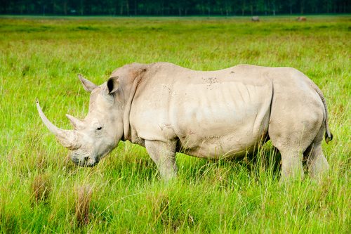 Rhinos May Become Extinct in 10 Years