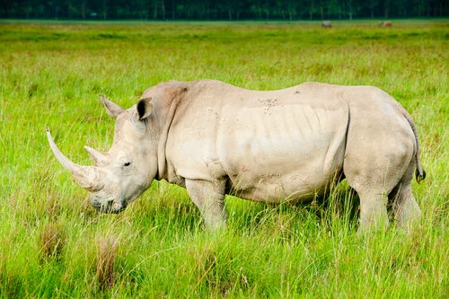 Rhinos May Become Extinct in 10 Years - LAWS.com