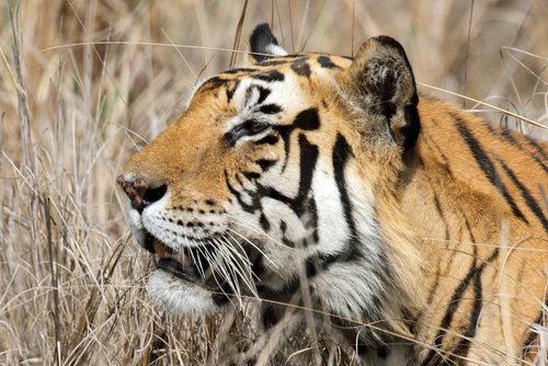 Increased Protection in Wild Tiger Campaign