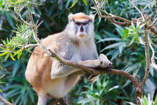 Idaho Man Charged with Killing Protected Patas Monkey