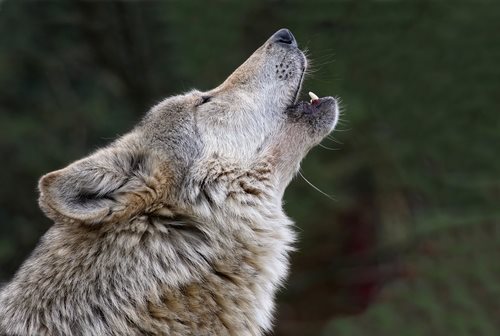 Conservation Groups File Suit Against Kill-at-Will Wolf Policy - LAWS.com