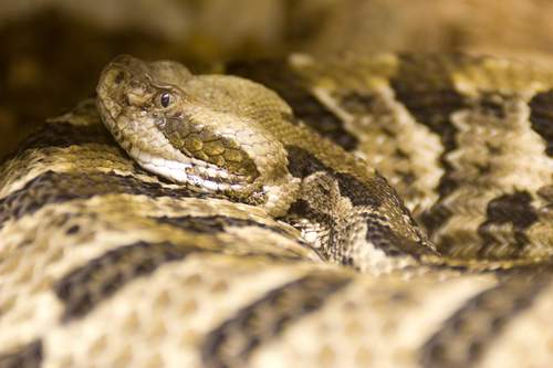 New Study Raises Concern over Illegal Python Skins